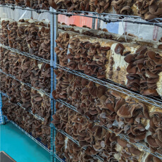キクラゲの菌床棚